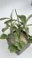 Hoya kerrii splash