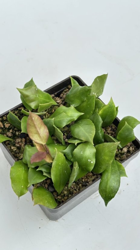 Hoya sp. Haruku IPPS 3759
