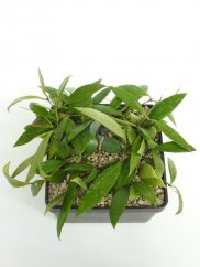 Hoya gracilis