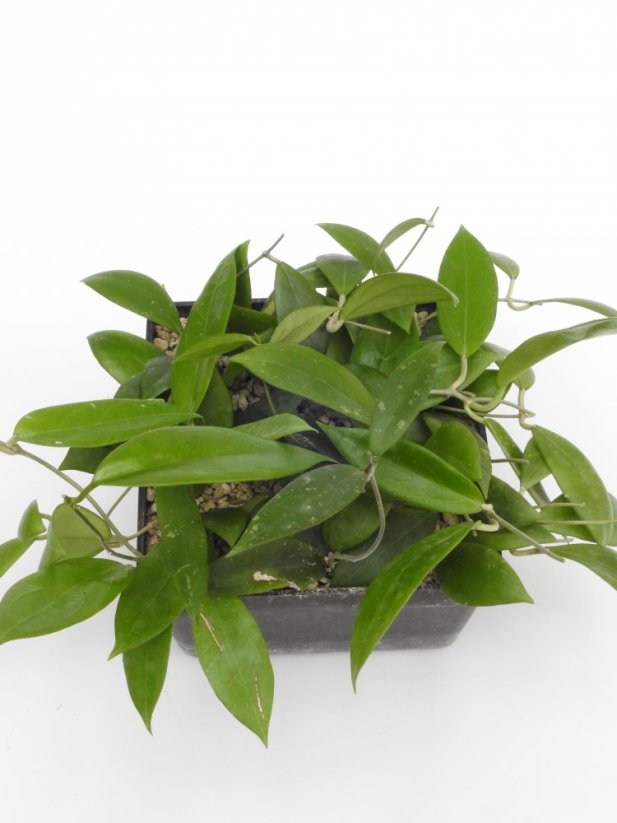 Hoya erythrostemma
