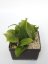 Hoya MB 1253-77