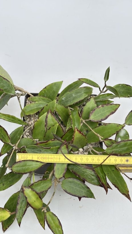 Hoya aff. Acuta EPC 759