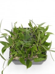 Hoya bogor 166