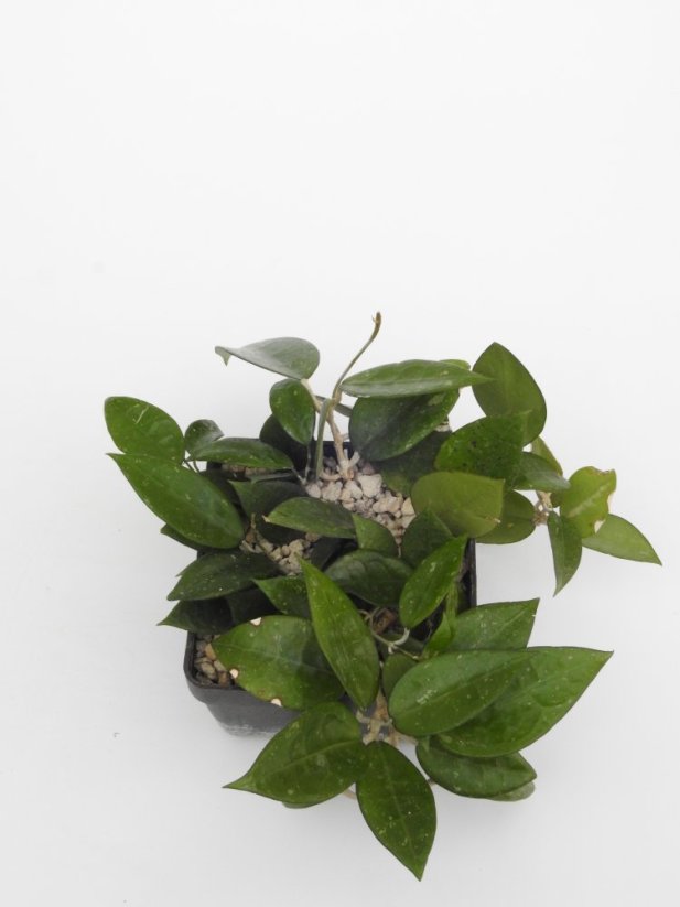 Hoya parasitica black edge