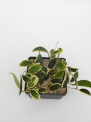 Hoya parasitica variegata