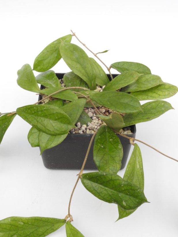 Hoya Flagellada II Aff
