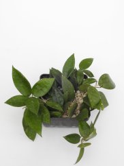 Hoya parasitica black edge