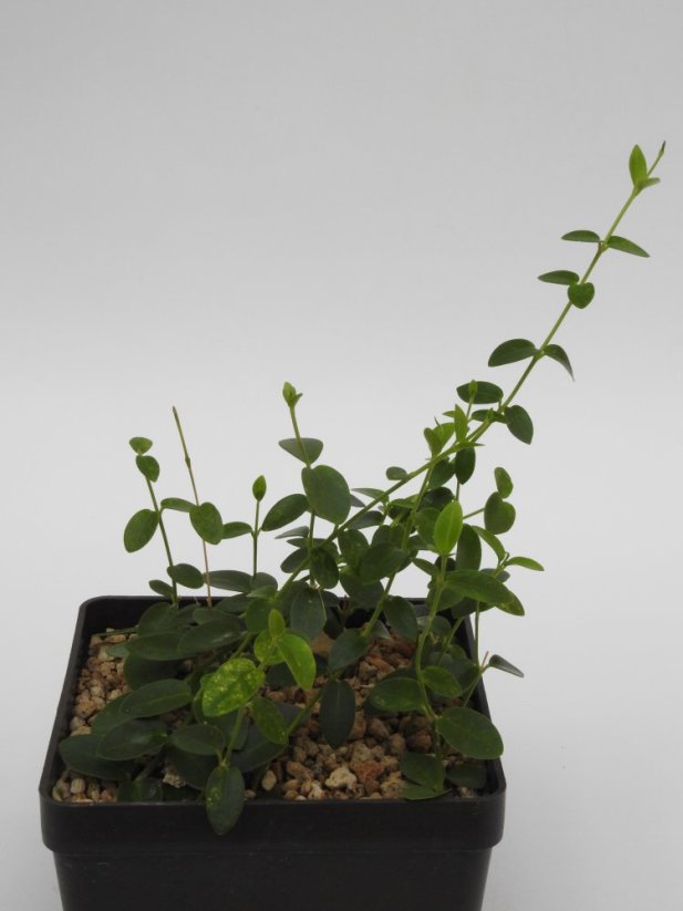 Hoya Cumingiana IPPS MO1