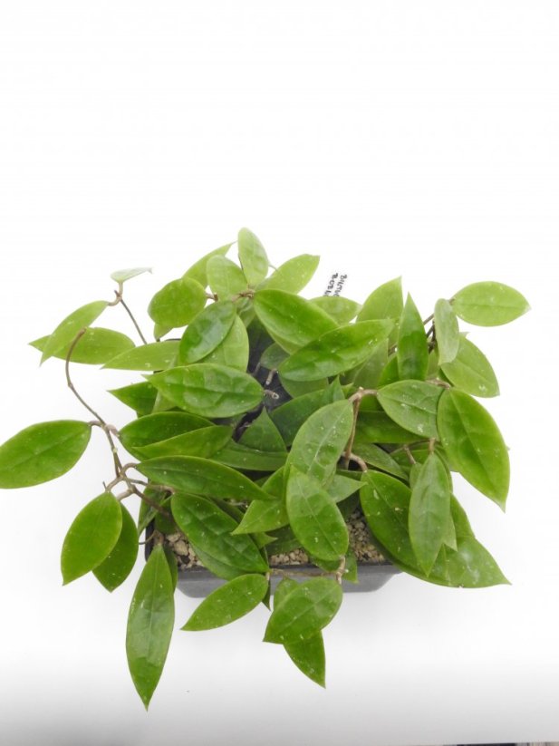 Hoya bintulu borneo iml 1646