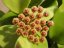 Hoya bicknellii