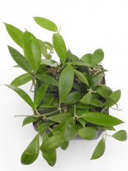 Hoya erythrostemma