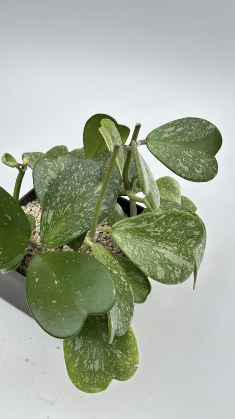 Hoya kerrii splash