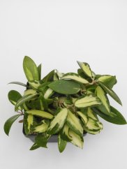 Hoya parasitica variegata