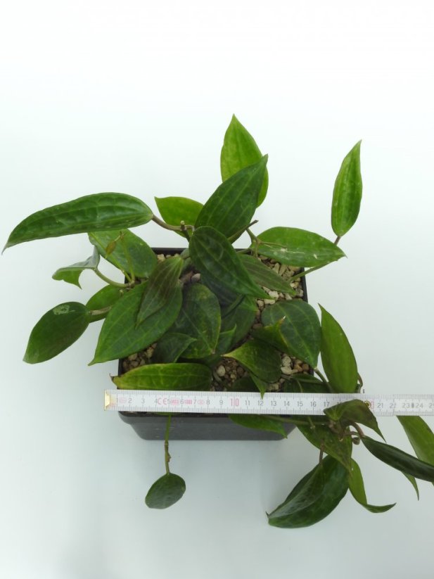 Hoya macrophylla