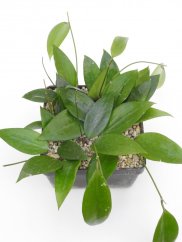 Hoya cinnamomifolia var. purpureofusca