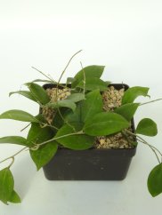 Hoya Tomataensis