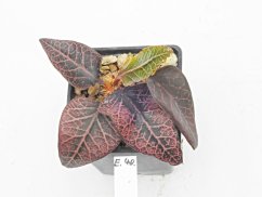 Euphorbia francoisii hybrid  No.40