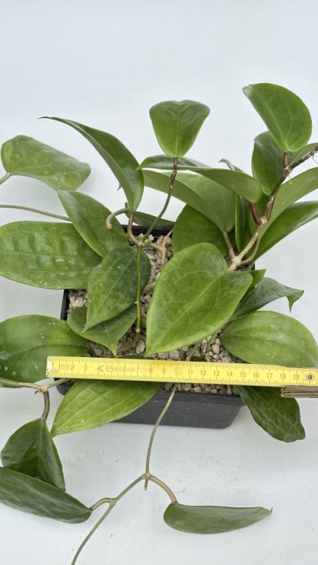Hoya latifolia