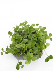Hoya cv. mathilde