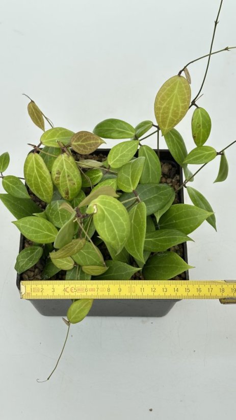 Hoya butleriana