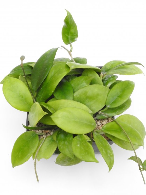 Hoya arnottiana