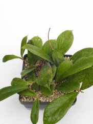 Hoya forbesii gelbe blten