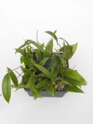 Hoya parasitica nort habli