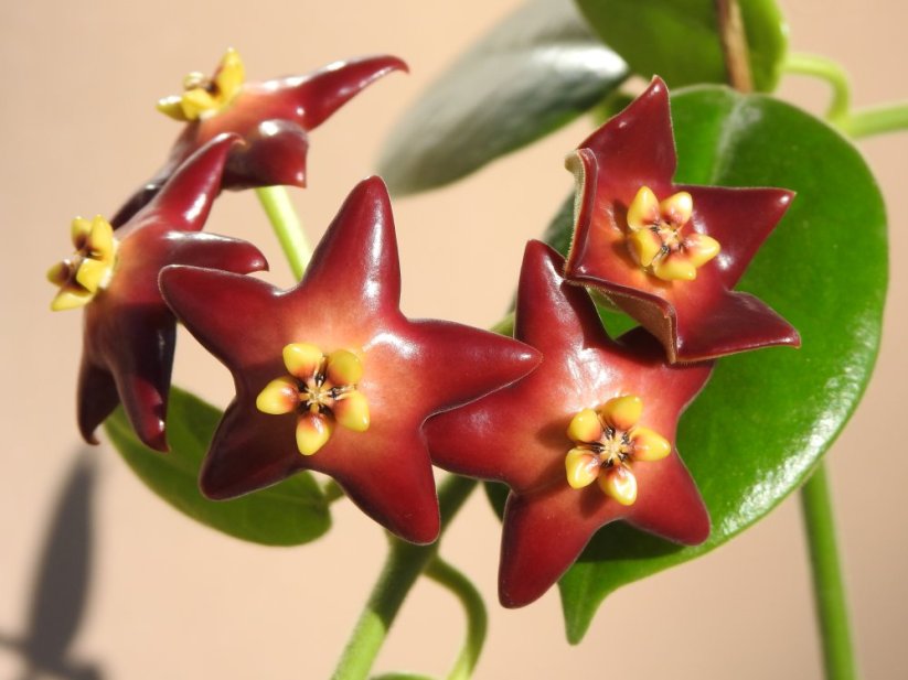 Hoya optimistic