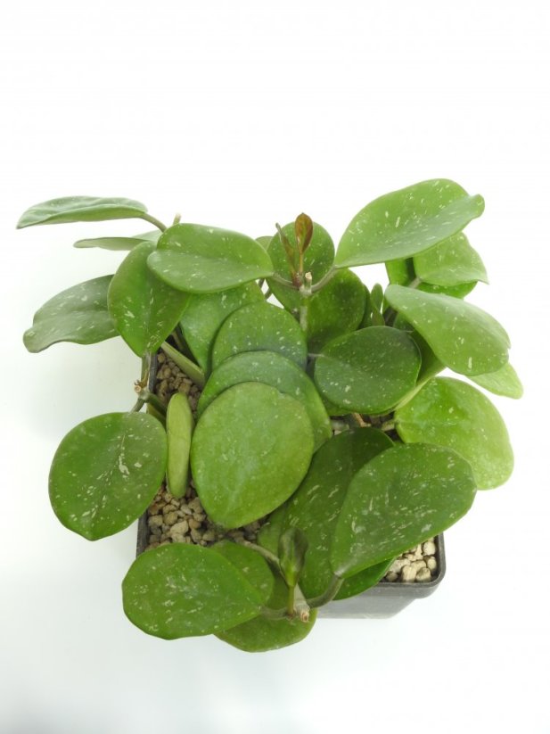Hoya obovata