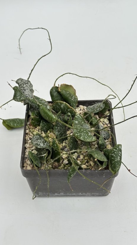 Hoya imbricata