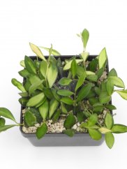 Hoya burtoniae var. ds70