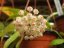 Hoya Pusilla Malaysia