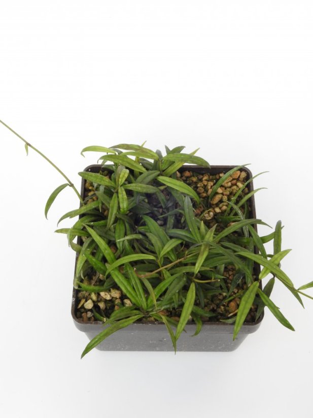 Hoya pauciflora