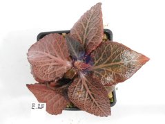 Euphorbia francoisii hybrid  No.25