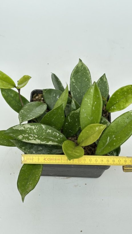 Hoya AH 074