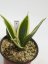 Sansevieria trifasciata silver princess  No.7