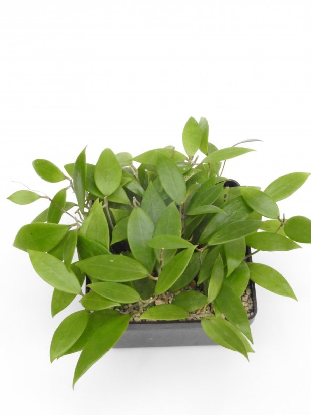 Hoya acuta nova blte ves bis creme