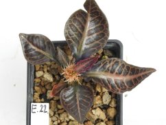 Euphorbia francoisii hybrid  No.22