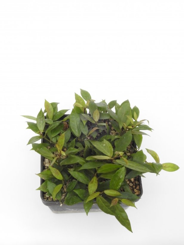 Hoya lacunosa Rebecca