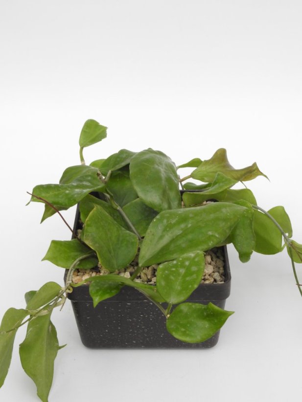 Hoya Chuniana