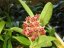Hoya lobbii cv. orange