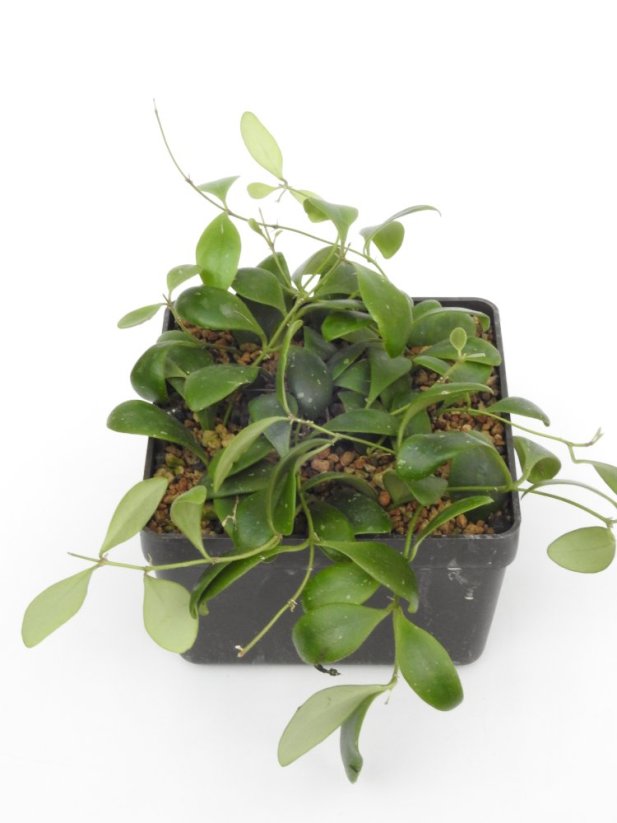 Hoya Isabel Chanae