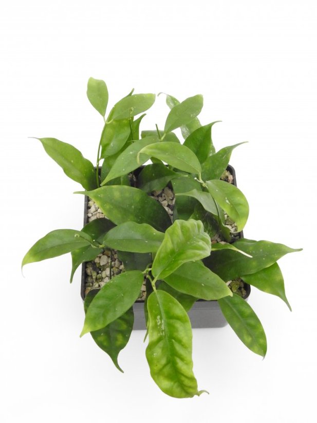 Hoya cystiantha