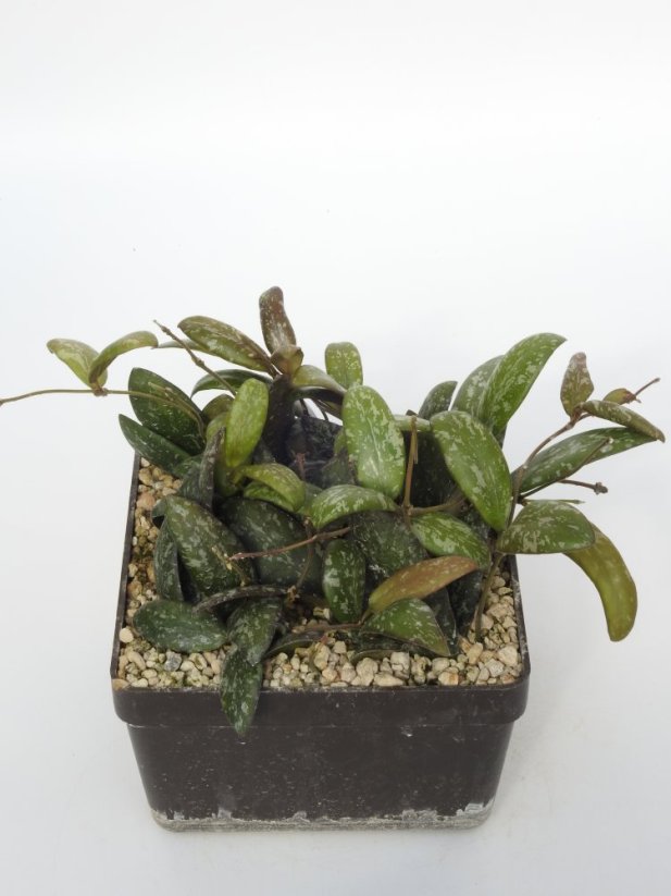 Hoya Sigilatis Big Leaf