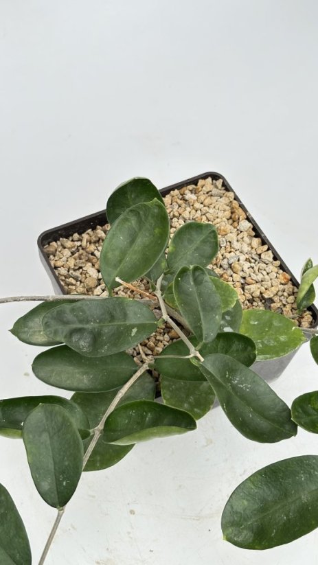 Hoya greveolens mukdahan thailand