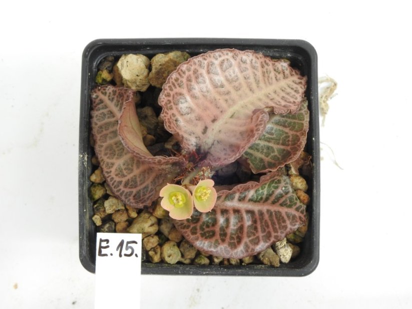 Euphorbia francoisii hybrid  No.15