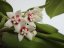 Hoya Calycina