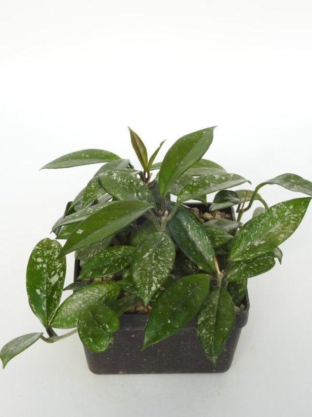Hoya Stardust