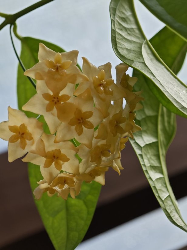 Hoya linusi