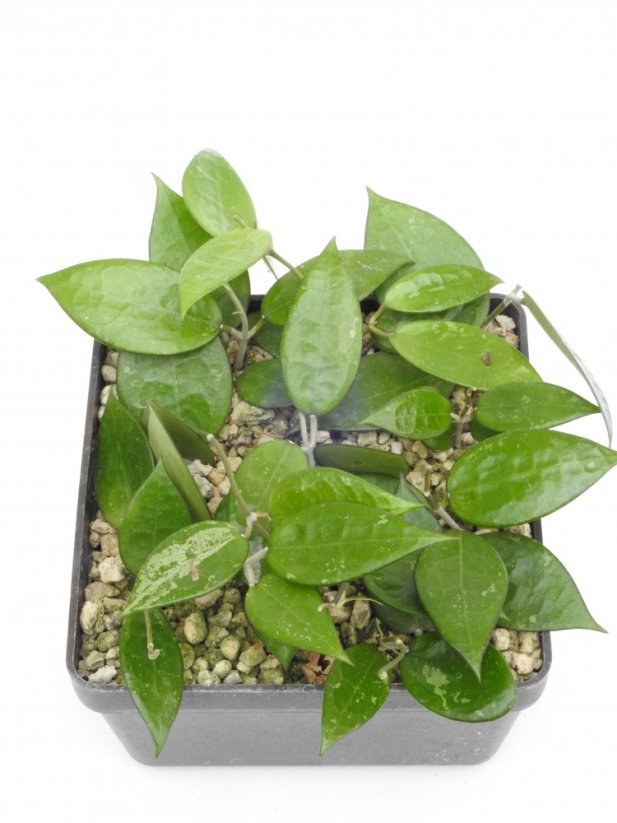 Hoya anjuk ladang ma07